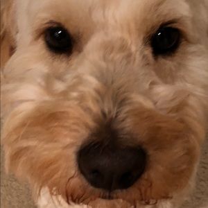 Meet your Posher, Leo